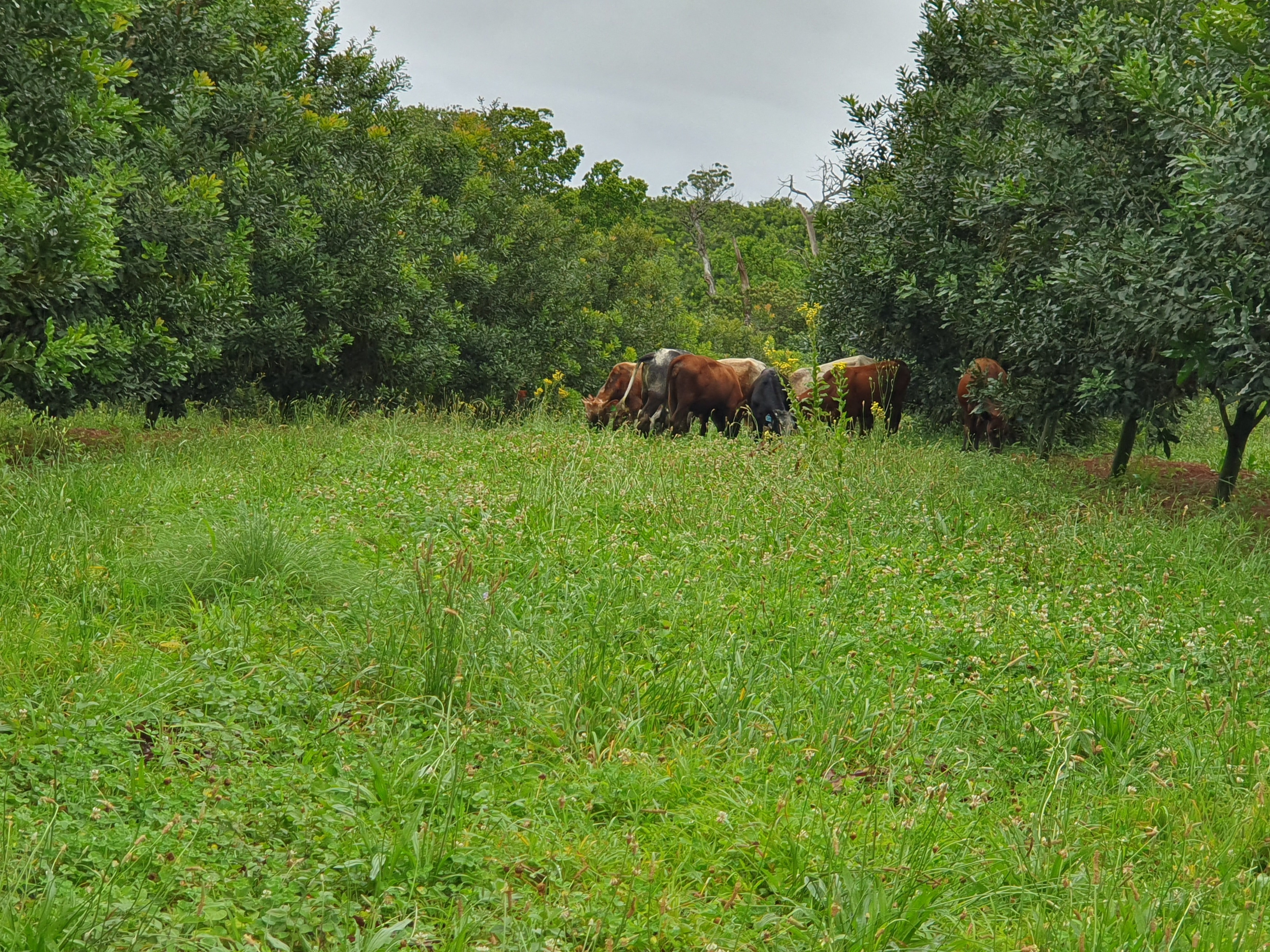 Integrate Livestock in Macadamia Orchards