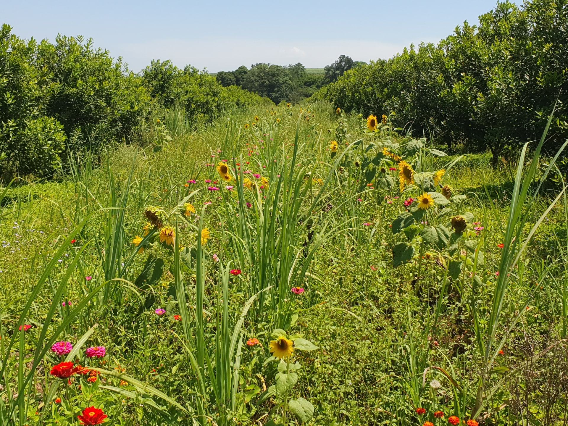 Maximising Biodiversity in Macadamia Orchards