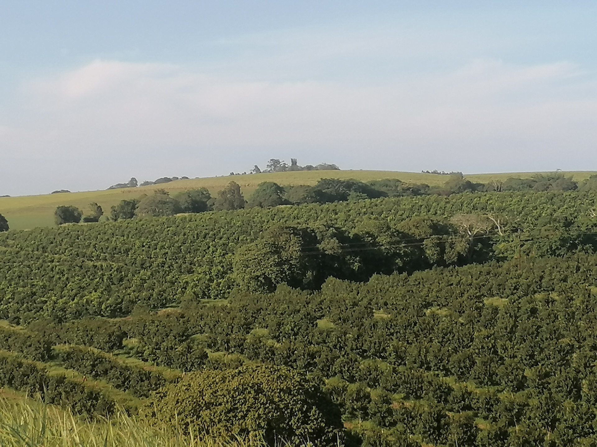 Macadamia orchards in KZN