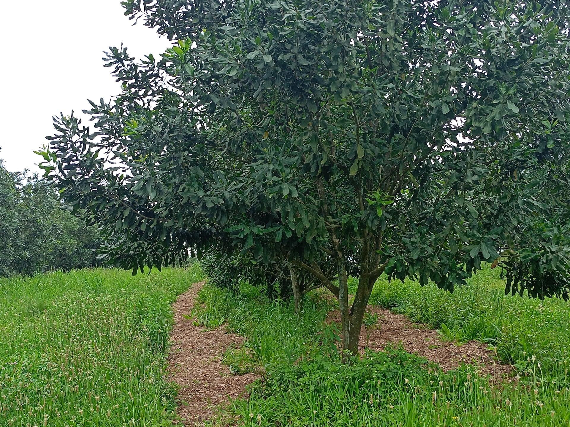 Enhance Nutrient Cycling