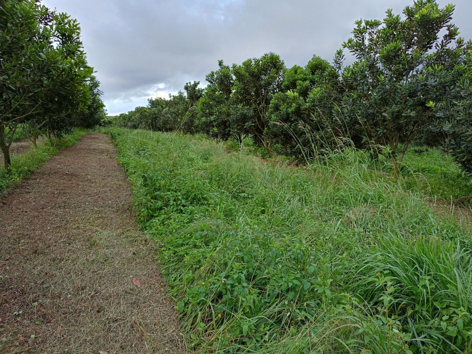 Maintain Living Roots Year-Round