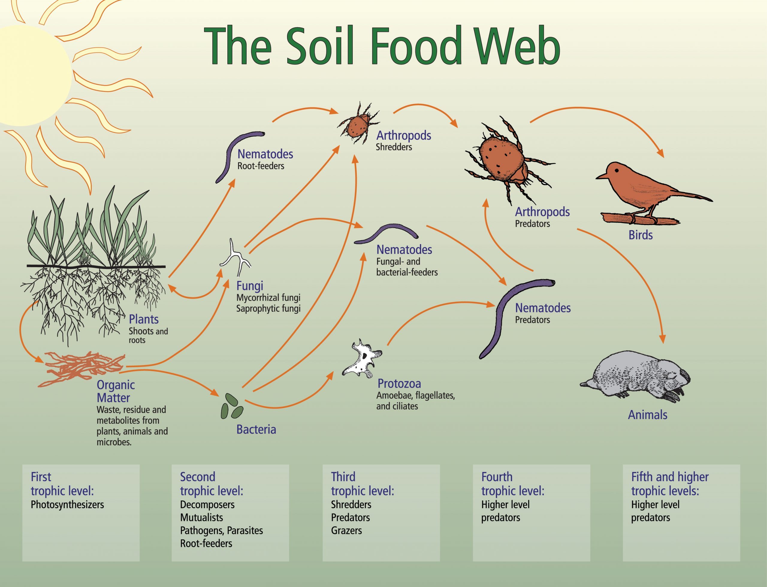 The Power of the Soil Food Web
